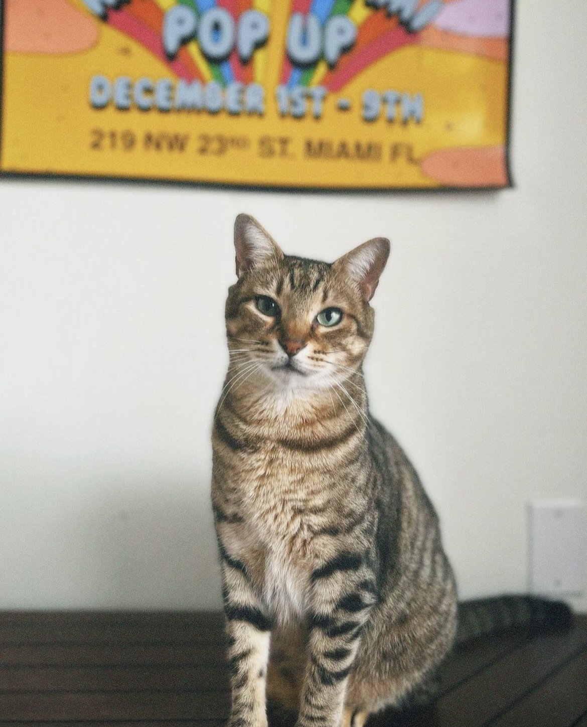 cat posing for camera.